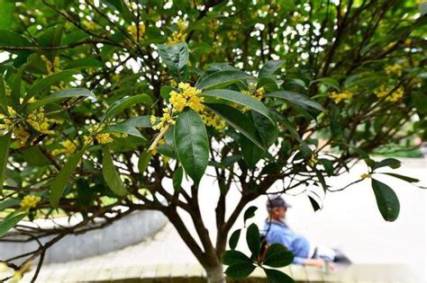 桂花蟲害|桂花主要病蟲發生及防治